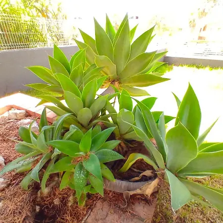 펜션 Lisbon South Bank Charming Pool Duplex & Garden Bbk 세심브라